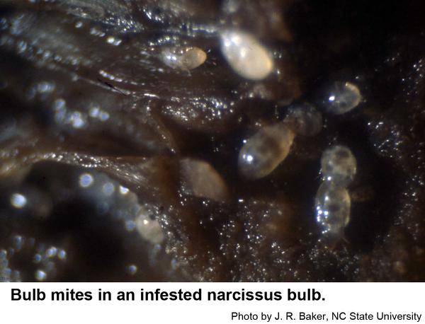 Thumbnail image for Bulb Mites